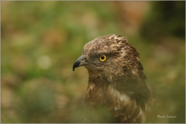 <p>VČELOJED LESNÍ (Pernis apivorus) /European honey buzzard - Wespenbussard/</p>